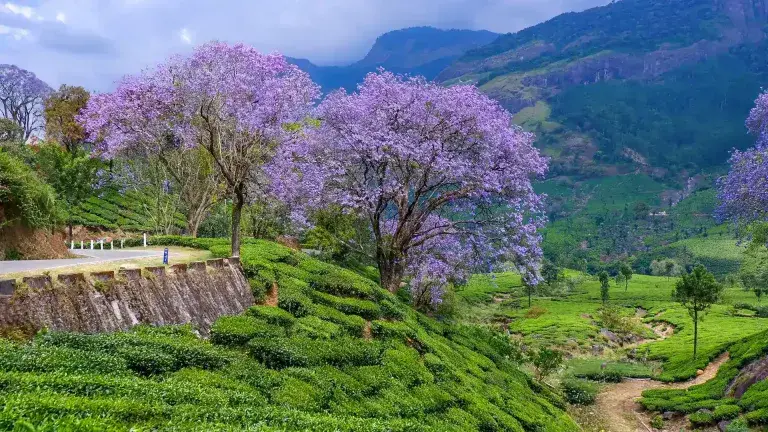 Munnar Tour Package