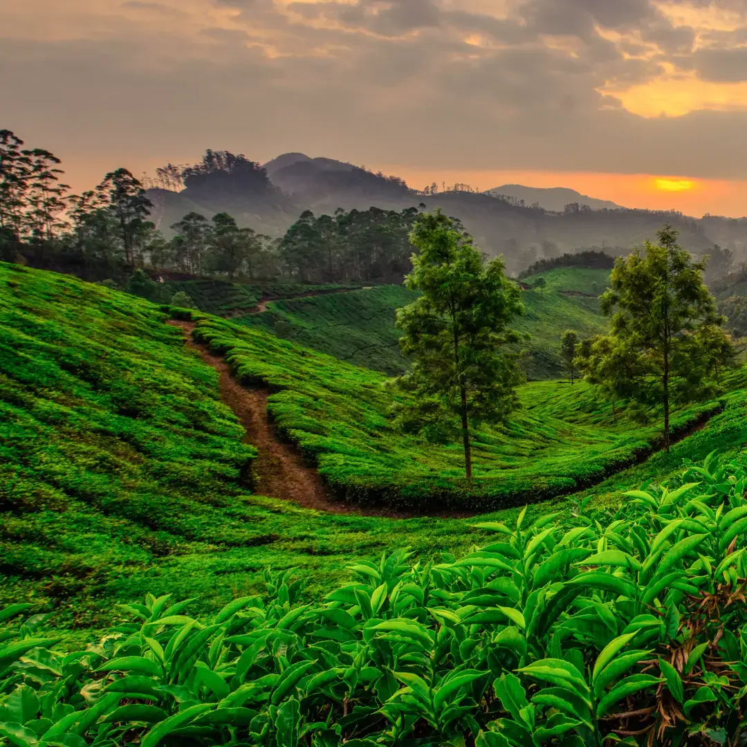 Beauty of Kerala Trip